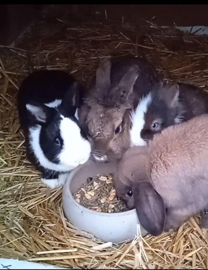 Ferienwohnung Familie Sattler Pappenheim Exterior foto